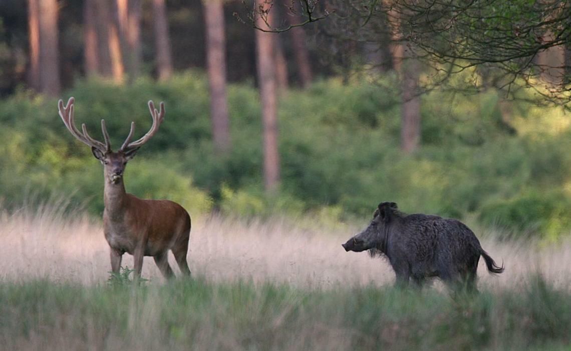 In Het Koetshuis Apeldoorn Esterno foto